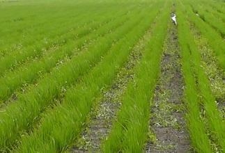 水田直播技术重塑农业种植新时代